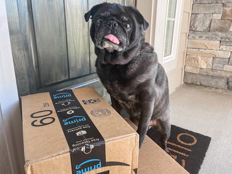 amazon-prime-box-dog-front-porch-pets-food-toys-delivery-package-kcl-2