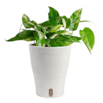 Albo Pothos House Plant