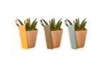 LiveTrends Succulent Plant