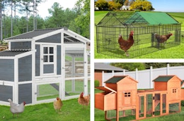 If You're Thinking About Raising Chickens, Then Check Out These Coop Deals card image