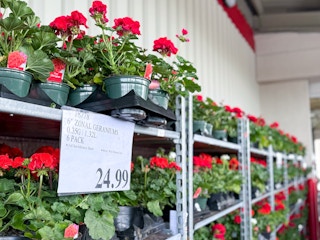 costco-plants-geranums-6-pack