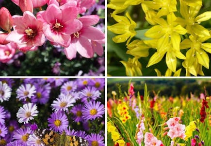 Bees and Butterflies Flower Collection