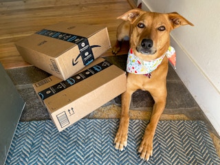 A dog laying next to two amazon boxes just inside a front door