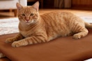 a orange cat on a heating pad