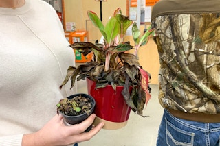 A woman holding dead plants to return.