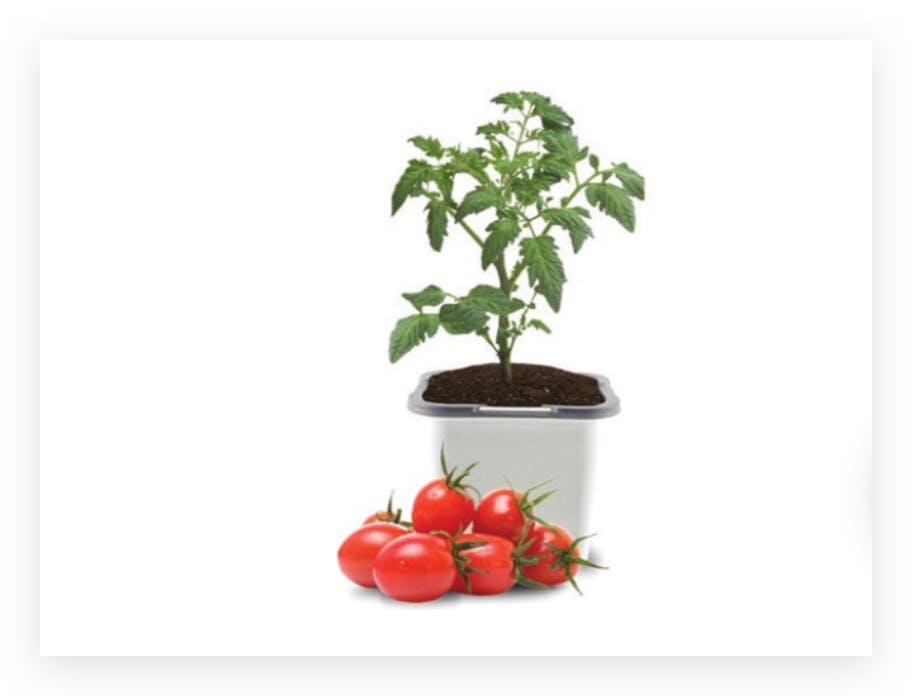 Ferry-Morse Tomato Plant