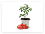 Ferry-Morse Tomato Plant