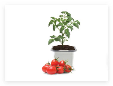 Ferry-Morse Tomato Plant