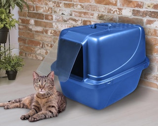 blue cat litter box with a cat