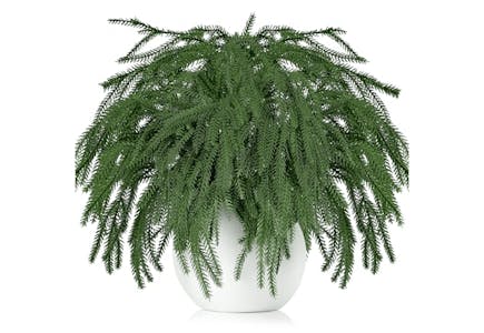 Artificial Norfolk Pine Cedar Stem Set