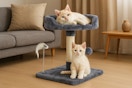 a cat on a cat tree