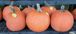 kroger pumpkins 2021 sv 1633545166 1633545166