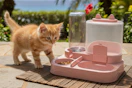 a cat near a food dispenser