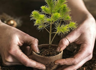 amazon bonsai kit 2022 2 1664630275 1664630275