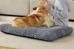 a corgi on a dog bed