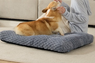 a corgi on a dog bed