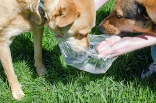 travel dog bowl1