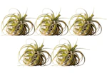 Air Plant Bundle