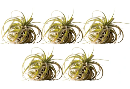 Air Plant Bundle