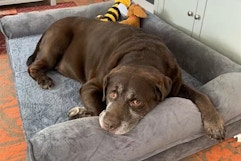 AliExpress Orthopedic Dog Bed