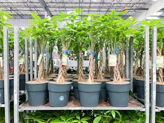 costco money tree 2 jan 2023 1673281265 1673281265