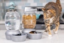 a cat near a water dispenser and food dispenser