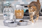 a cat near a water dispenser and food dispenser
