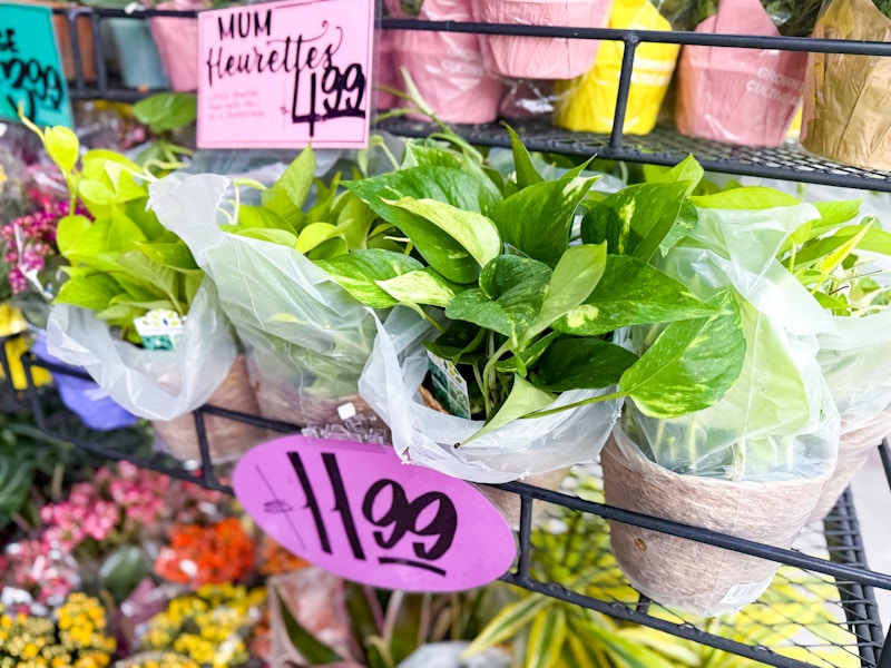 trader-joes-aug-9