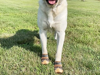 a dog outside with boots on