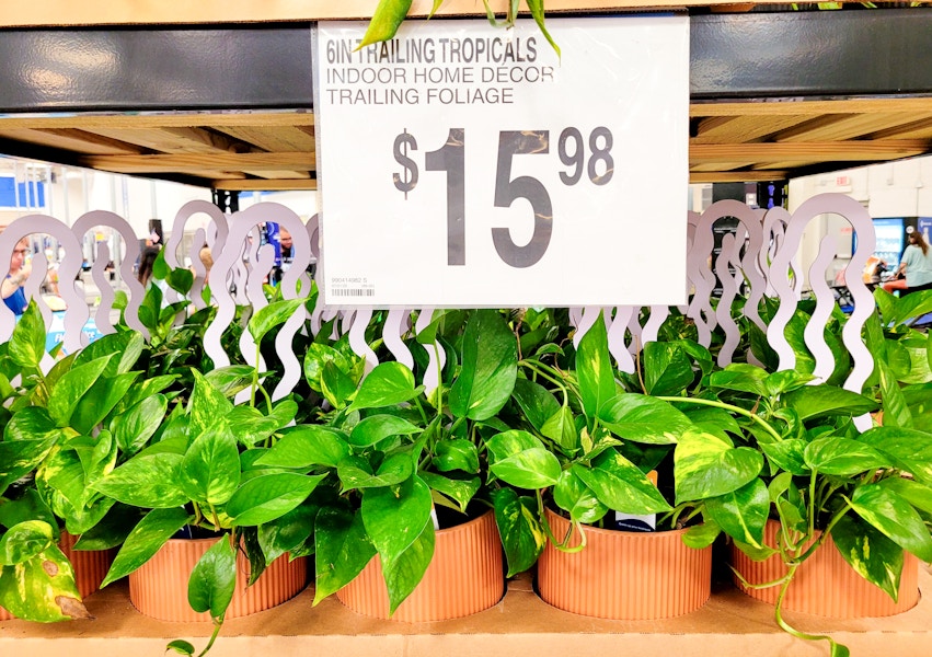 sams-club-plants-1