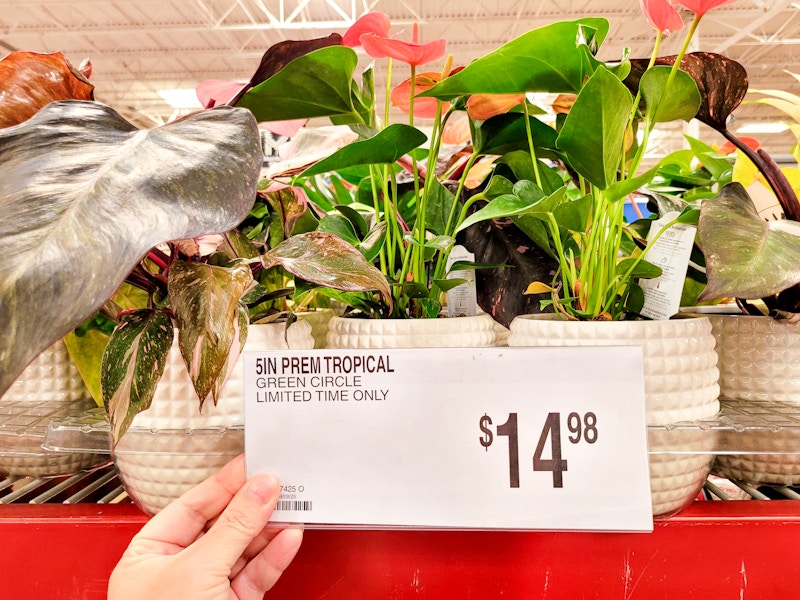 sams-club-plants-4