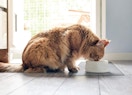 a cat eating on a feeding mat
