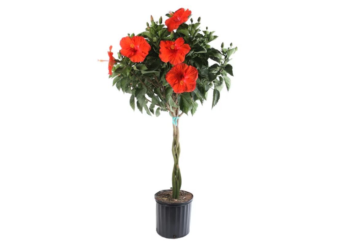 Costa Farms Hibiscus