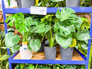 sams-club-plants-10