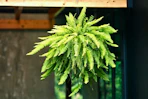 Lifestyle image of a hanging Boston Fern live plant