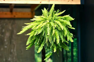 Lifestyle image of a hanging Boston Fern live plant