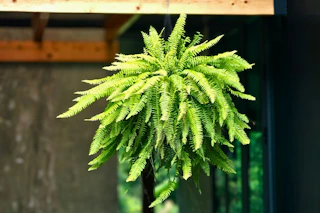 Lifestyle image of a hanging Boston Fern live plant