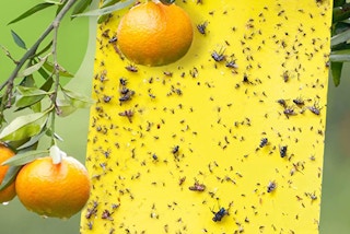 Fly trap withy flies on a orange tree