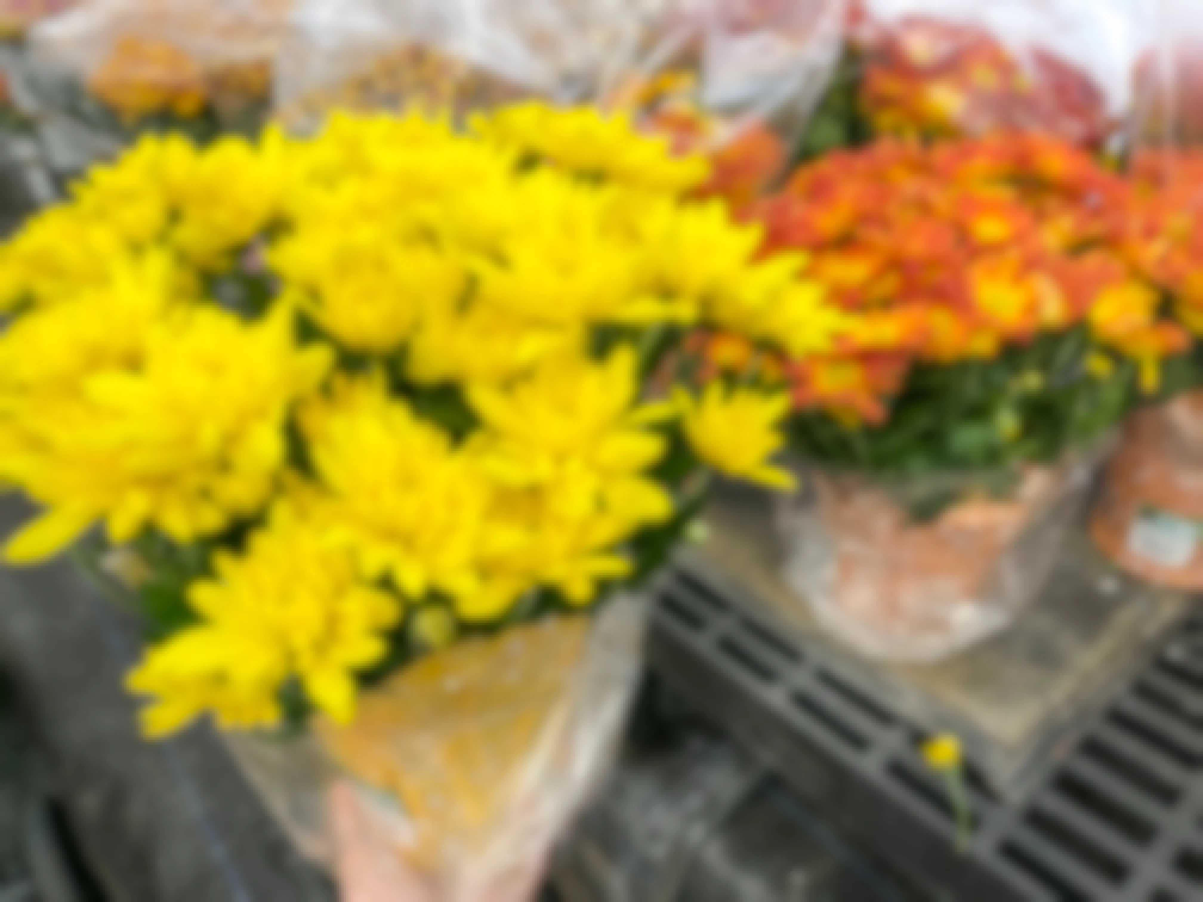 Looking to Buy Fall Mums? Here's Where to Find the Cheapest Prices