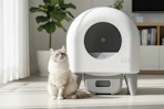 target self cleaning litter box
