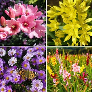 Flower Bulb Set