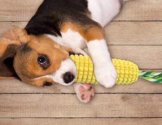 a dog with a corn chew toy