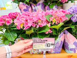 trader-joes-flowers-6