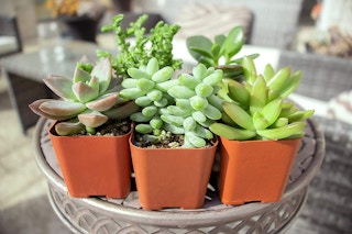 amazon succulents 1618496476 1618496476