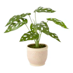 Monstera Artificial Plant