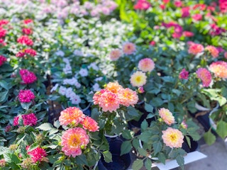 lowes miracle gro brilliant blooms 2021 1620400196 1620400196