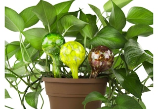 tanga-glass-watering-bulbs-mar-2023-1