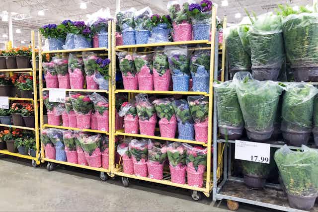 Costco's Spring Inventory — Plants and Flowers Starting at $17 card image