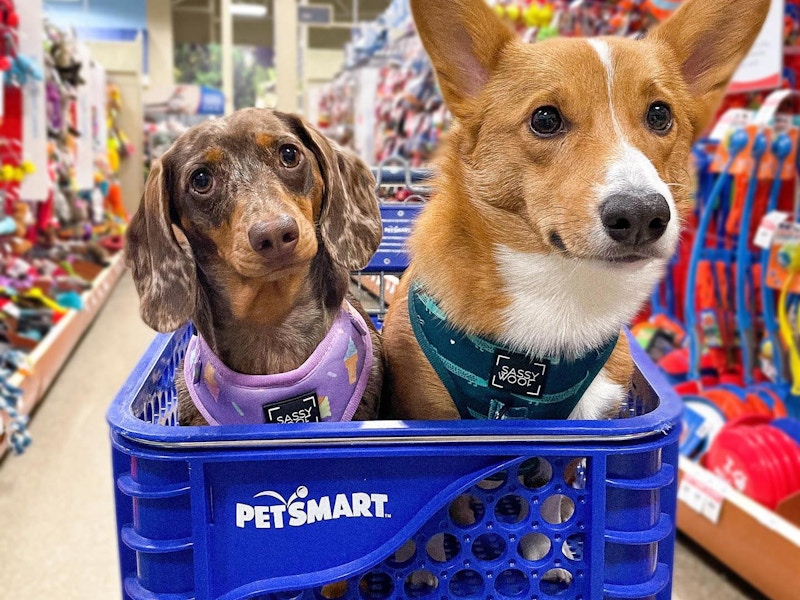 two dogs in a petsmart shopping cart