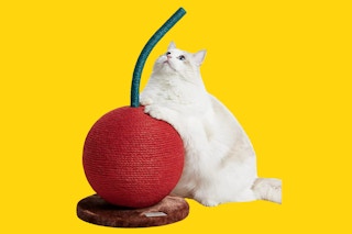 cat with cherry cat scratcher toy